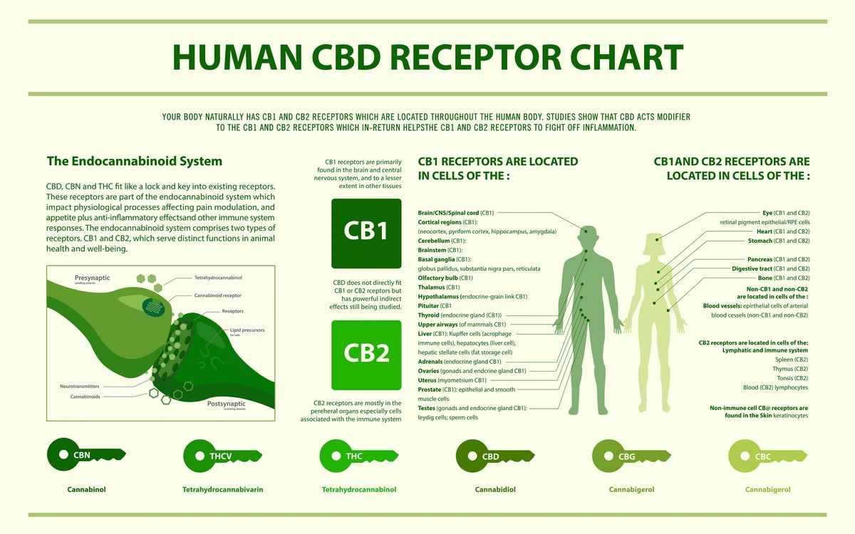 cb1 és cb2 receptorok az emberben