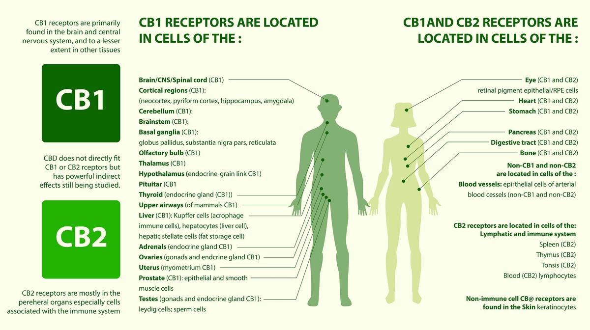 Részletesebb infografika, amely mutatja, hogy a CB1 és CB2 receptorok mely testrészeinkben, szerveinkben találhatók meg