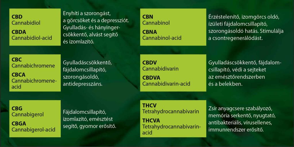 A kannabinoidok élettani és gyógyhatásai. CBD, CBC, CBG, CBN, CBDV, THCV.